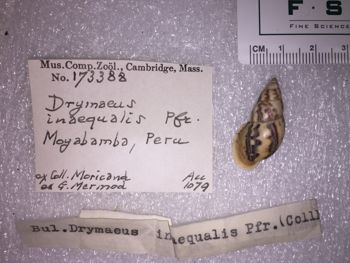 Media type: image; Malacology 173388 Description: 173388_Drymaeus_inaequalis image;